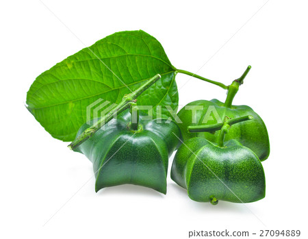 Plukenetia volubilis, sacha inchi, sacha peanut Plukenetia volubilis, sacha inchi, sacha peanut 27094889