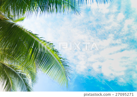 Palm tree 27095271