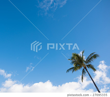 棕櫚樹 27095335