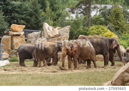Family of Asian elephants while eating Family of Asian elephants while eating 27095683