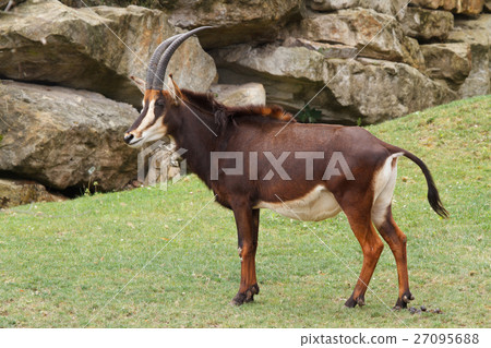 Rare sable antelope (Hippotragus niger) Rare sable antelope (Hippotragus niger) 27095688