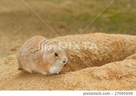 prairie dog near its burrow, close-up 27095689