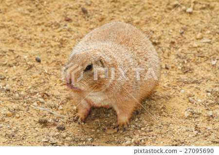 prairie dog on a background of sand prairie dog on a background of sand 27095690