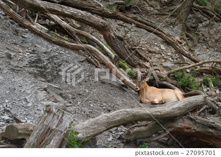 Young male wild Caucasian tur on rock background 27095701