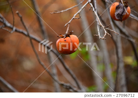 persimmon persimmon 27096712