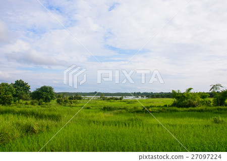 sapling rice, rice field in rural, thailand. sapling rice, rice field in rural, thailand. 27097224