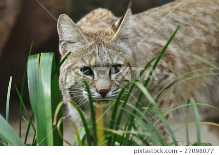 Bobcat to be alert 27098077