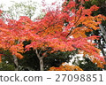 Maple  27098851