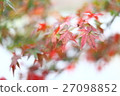 Maple  27098852