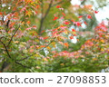 Maple  27098853