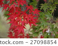 Maple  27098854