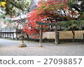 Maple  27098857