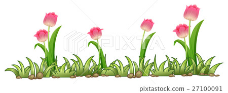 Pink tulip garden on white background 27100091
