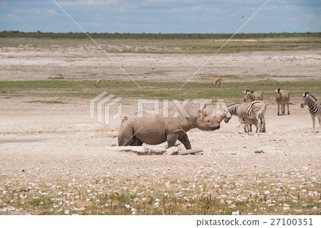Wild white rhinoceros (Etosha National Park, Namibia) Wild white rhinoceros (Etosha National Park, Namibia) 27100351