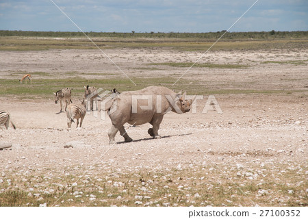 Wild white rhinoceros (Etosha National Park, Namibia) Wild white rhinoceros (Etosha National Park, Namibia) 27100352
