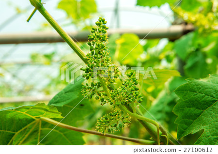 young green grapes. 27100612