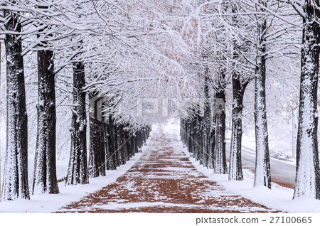 Row of trees in Winter with falling snow. 27100665