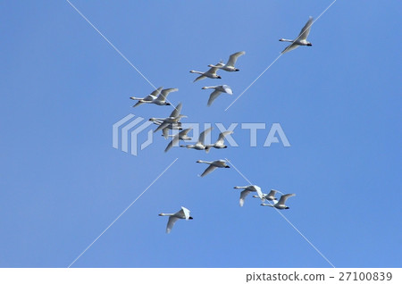 Swan flight Swan flight 27100839