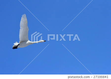 Swan flight Swan flight 27100841