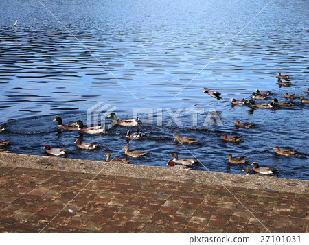 Kotamidake池塘 Kotamidake池塘 27101031