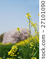 Rape blossoms and cherry blossoms 27101090