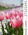 Tulips and cherry blossoms 27101091