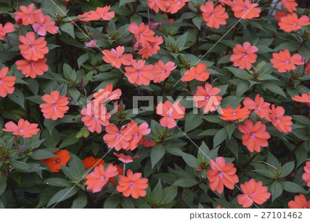 African Spruce (Impatiens) African Spruce (Impatiens) 27101462