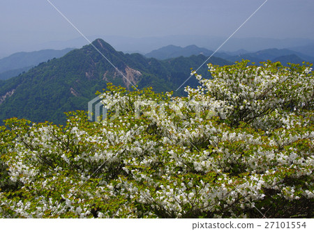 Shiro Yashio在Okachi山頂面附近開花 27101554