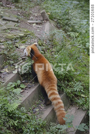 Lesser panda Lesser panda 27101688