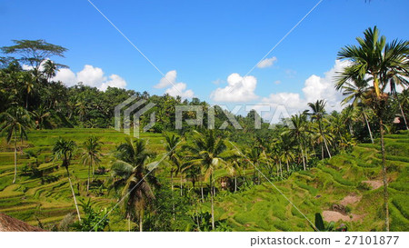 Rice paddy spreading in Bali Ubud (rice terrace · tegara lara) 27101877