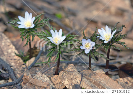 花開花的鱗翅目 27101912