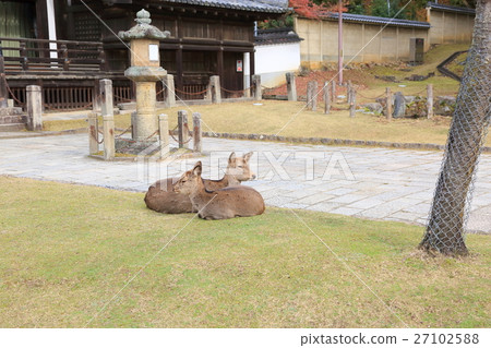 Nara Park in early winter 27102588