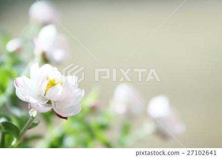 Hanakanzashi 27102641