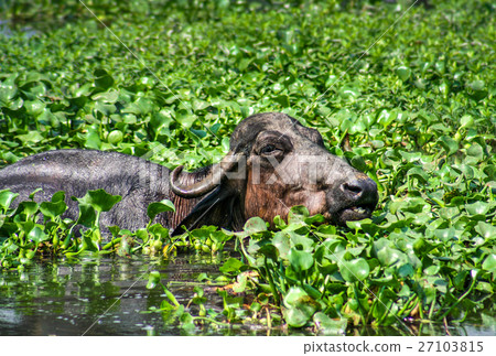 Water buffalo taking a plunge Water buffalo taking a plunge 27103815