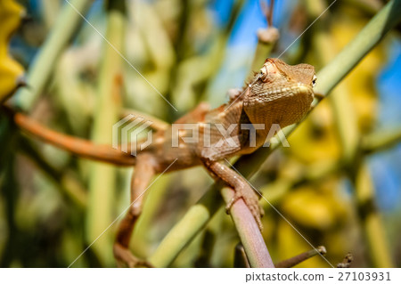Lizard on a cactus 27103931