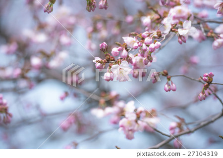 櫻桃芽芽（上） 27104319