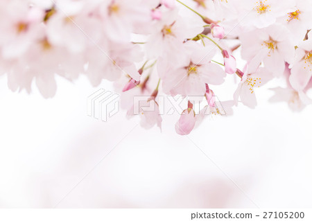 櫻花 櫻花 27105200