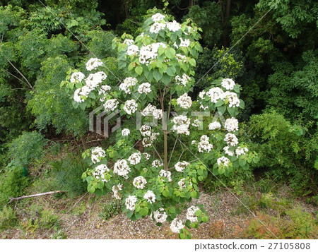 Garden tree 27105808