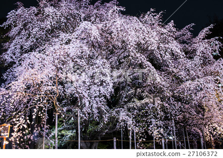 Cherry blossoms in Tokyo, spring in Komagome 27106372
