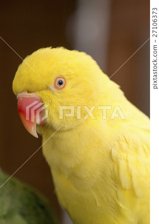 玫瑰環鸚鵡 玫瑰環鸚鵡 27106373