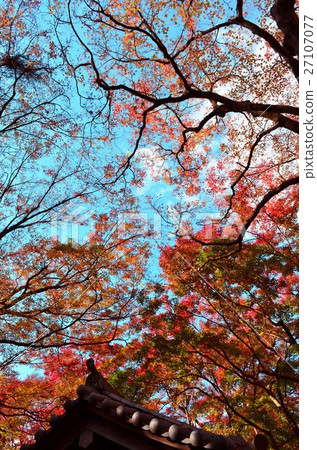 Autumn leaves of Kamakura Zuisenji 27107077