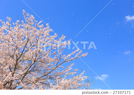 開花的雪落櫻花 27107171
