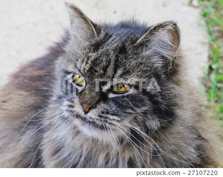 Abandoned feral cat – Do not abandon your pet Abandoned feral cat – Do not abandon your pet 27107220