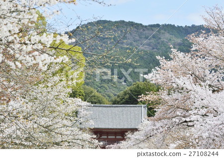 World Heritage Daigoji Temple Ninomon Cherry Blossoms World Heritage Daigoji Temple Ninomon Cherry Blossoms 27108244