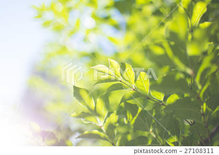 葉子和光 27108311