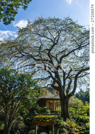 Weeping cherry tree of Chichibu Memorial Park 27108874