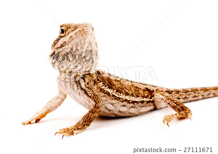 one agama bearded on the white background 27111671