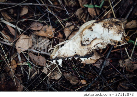 skull animal dogs, dirty autumn leaves on the skull animal dogs, dirty autumn leaves on the 27112878