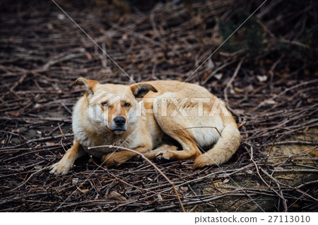 Red-haired mongrel dog lay up on the branches and Red-haired mongrel dog lay up on the branches and 27113010