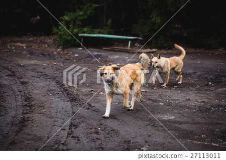 Two Red-haired mongrel dogs pitying looks in the Two Red-haired mongrel dogs pitying looks in the 27113011